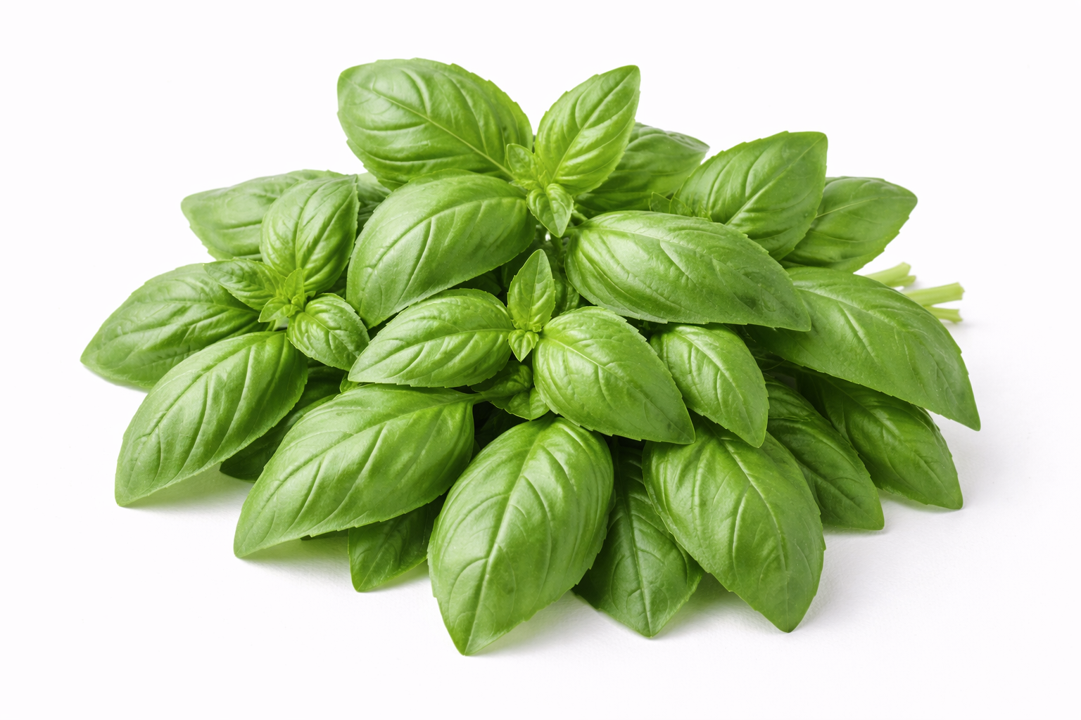 BASIL LEAVE 80-100GM