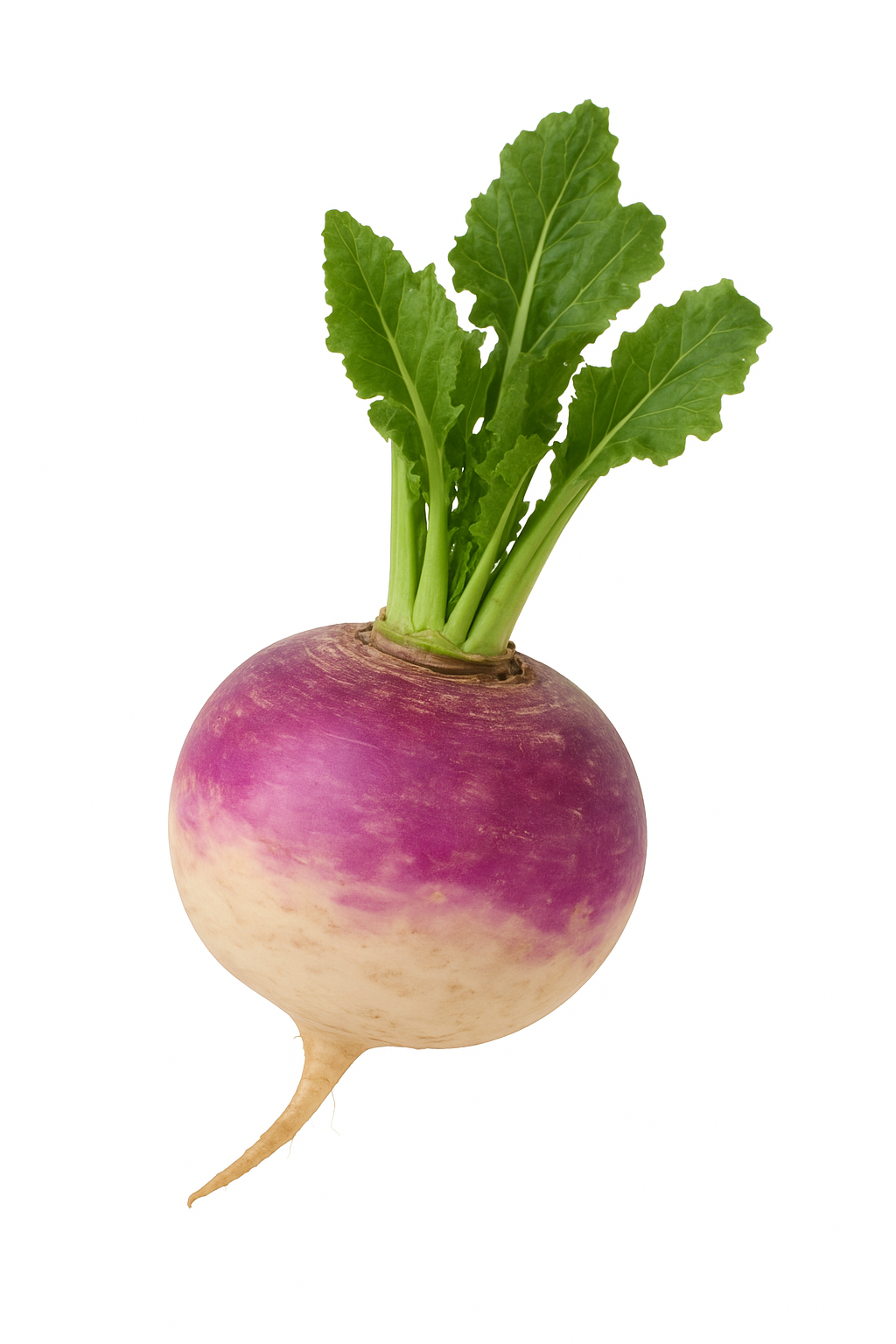 SHALGAM 220-250g(2pc)